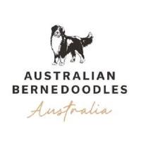 bernedoodle perth image 1